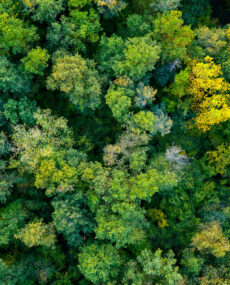 Aerial,Top,Down,View,Of,A,Green,Forest,,Drone,View,