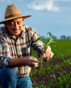 Senior,Farmer,Standing,In,Corn,Field,Examining,Crop,In,His